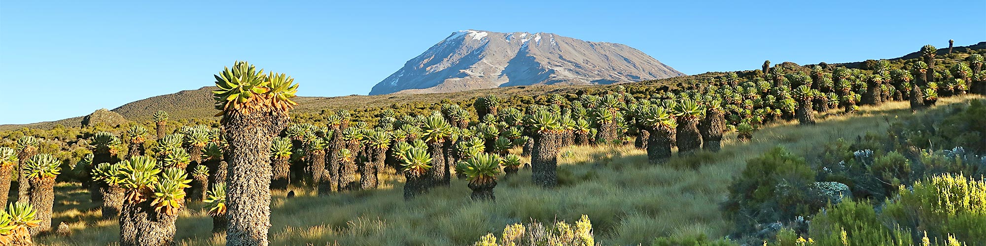 Kilimanjaro Trekking - Kilimanjaro-Besteigung mit Schweizer Profis
